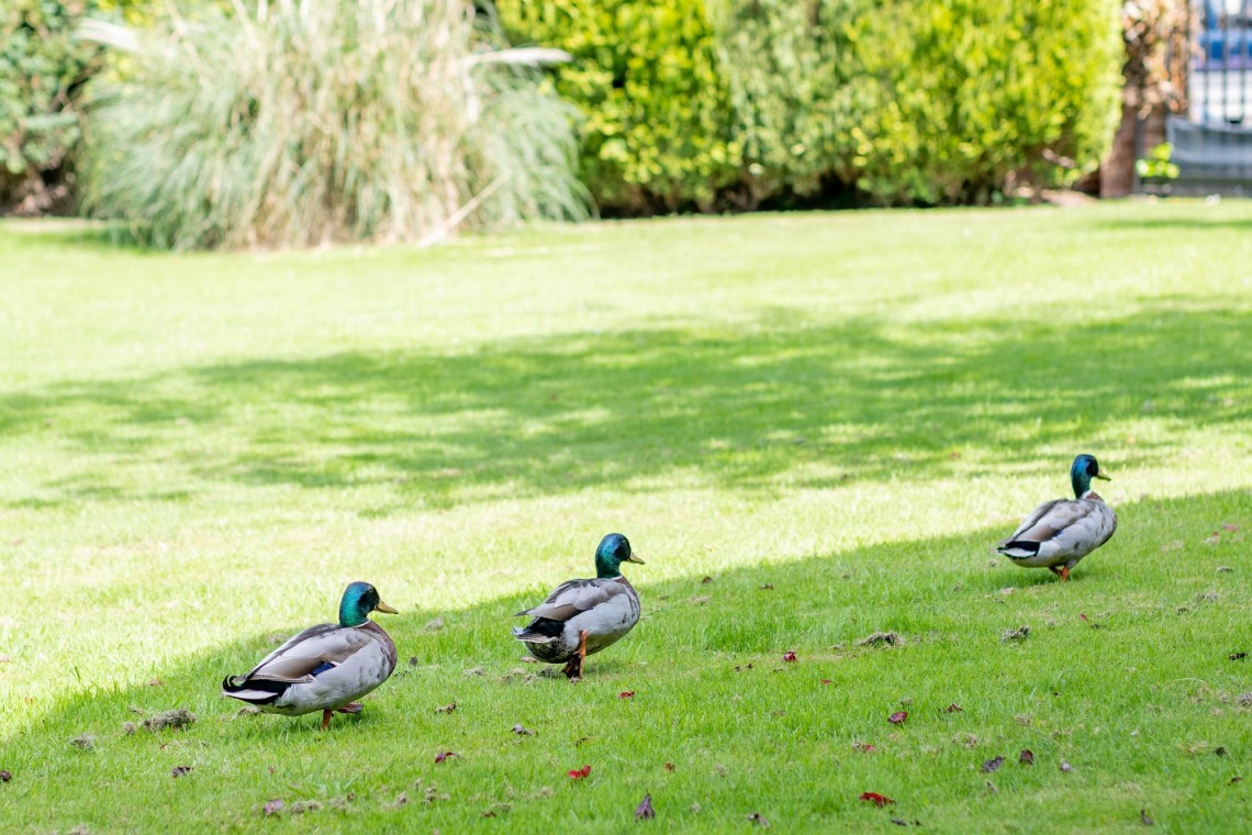 Images for Green Lane, The Fountains Green Lane, L39