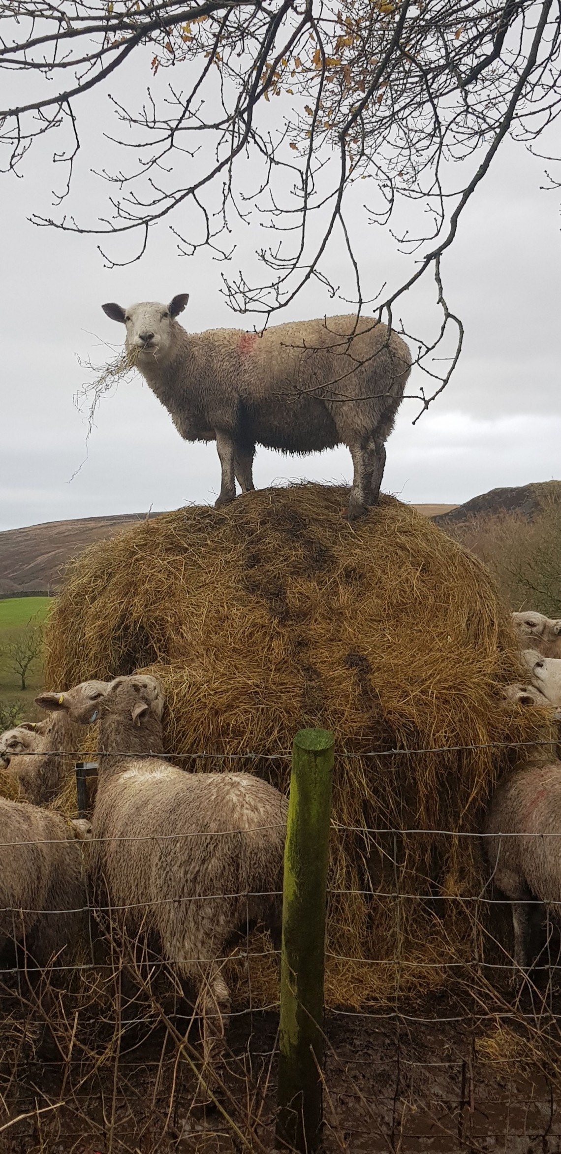 Images for Higher House Lane, Heapey, PR6